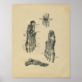 Human Foot Anatomy 1902  Print (Voorkant)
