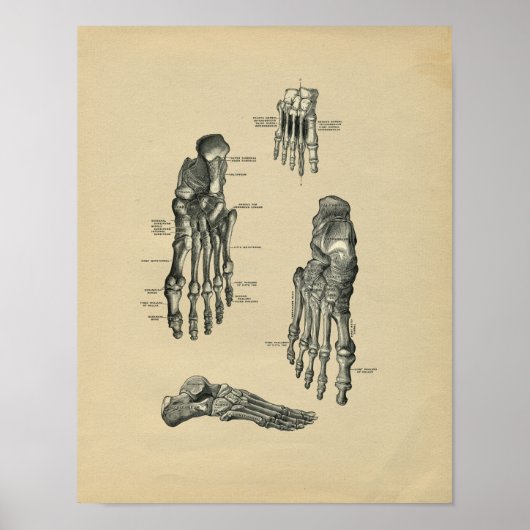 Human Foot Anatomy 1902  Print (Voorkant)