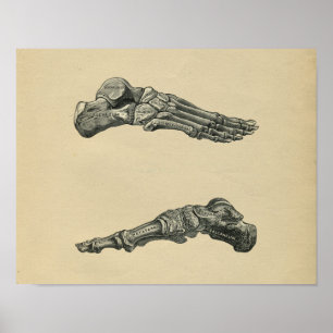 Human Foot Anatomy 1902  Print