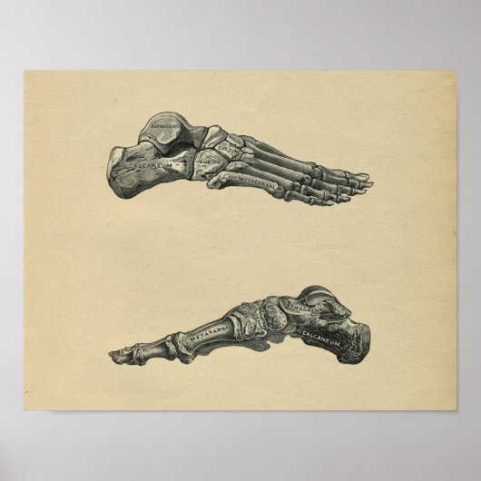 Human Foot Anatomy 1902  Print (Voorkant)
