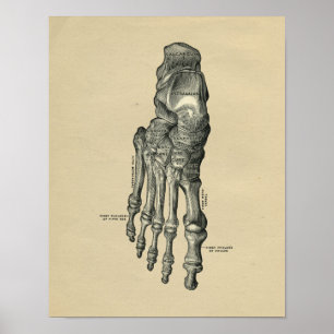 Human Foot Anatomy 1902  Print