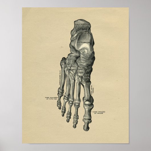 Human Foot Anatomy 1902 Print (Voorkant)