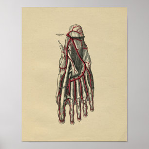 Human Foot Anatomy 1902  Print