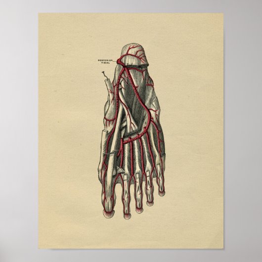 Human Foot Anatomy 1902  Print (Voorkant)