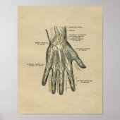 Human Hand Anatomy 1902  Print (Voorkant)