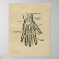 Human Hand Anatomy 1902  Print