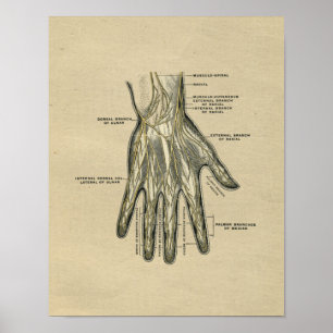 Human Hand Anatomy 1902  Print