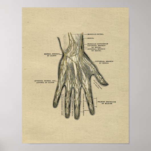 Human Hand Anatomy 1902  Print (Voorkant)
