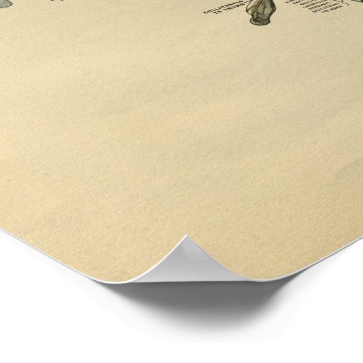 Human Hand Anatomy 1902 Print (Hoek)