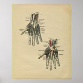 Human Hand Anatomy 1902 Print (Voorkant)