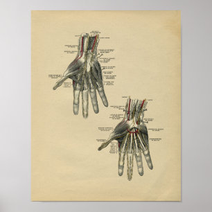 Human Hand Anatomy 1902  Print
