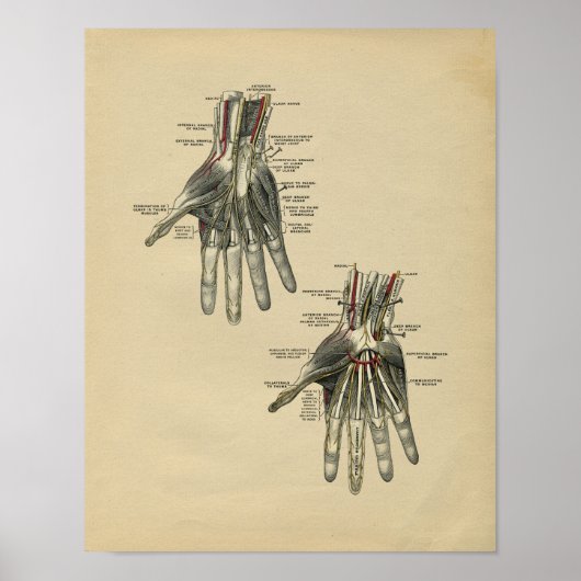 Human Hand Anatomy 1902 Print (Voorkant)
