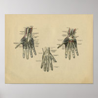 Human Hand Anatomy 1902 Print