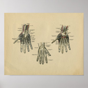 Human Hand Anatomy 1902  Print