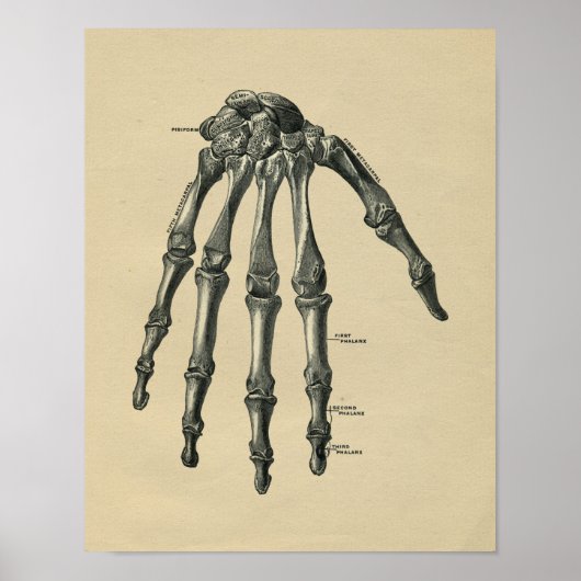 Human Hand Anatomy 1902  Print (Voorkant)