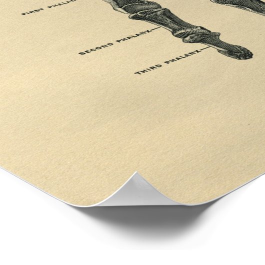 Human Hand Anatomy 1902 Print (Hoek)