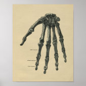 Human Hand Anatomy 1902 Print (Voorkant)