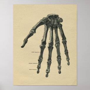 Human Hand Anatomy 1902  Print