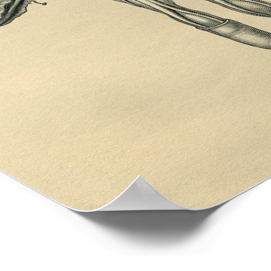 Human Hand Anatomy 1902  Print (Hoek)