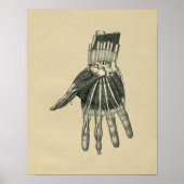 Human Hand Anatomy 1902  Print (Voorkant)