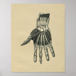 Human Hand Anatomy 1902  Print