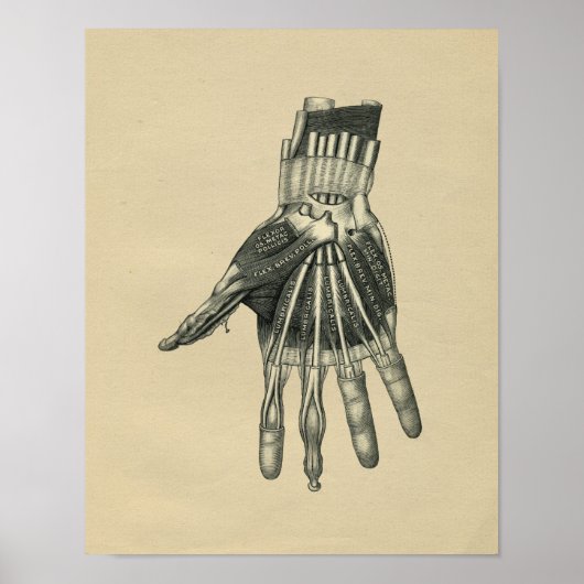 Human Hand Anatomy 1902  Print (Voorkant)