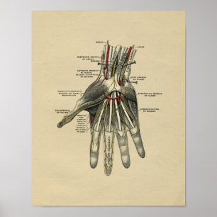 Human Hand Anatomy 1902  Print