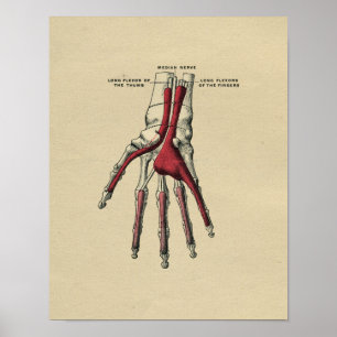 Human Hand Anatomy 1902  Print