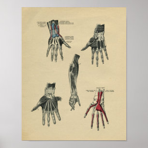 Human Hand Arm Anatomy 1902 Vintage Print