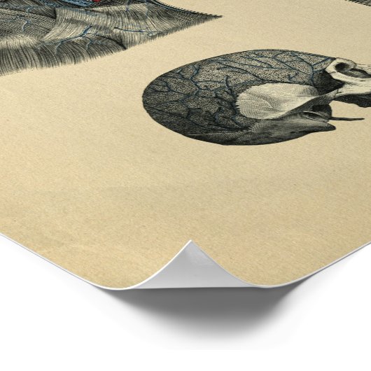 Human Head Neck Anatomy 1902  Print (Hoek)