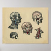 Human Head Neck Anatomy 1902  Print (Voorkant)