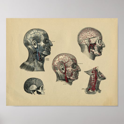 Human Head Neck Anatomy 1902  Print (Voorkant)