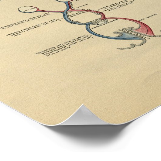 Human Head Neck Anatomy 1902 Print (Hoek)
