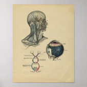 Human Head Neck Anatomy 1902  Print (Voorkant)