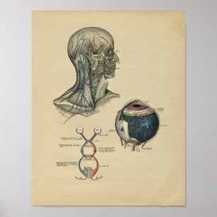 Human Head Neck Anatomy 1902  Print