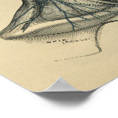 Human Head Neck Anatomy 1902  Print (Hoek)