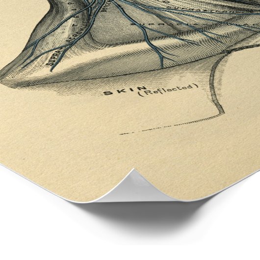 Human Head Neck Anatomy 1902  Print (Hoek)
