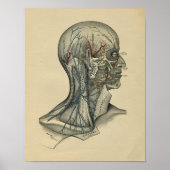 Human Head Neck Anatomy 1902  Print (Voorkant)