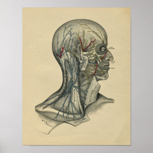 Human Head Neck Anatomy 1902  Print