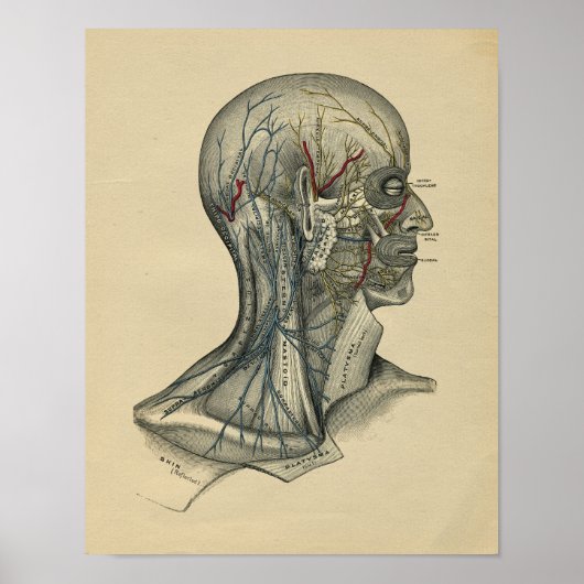 Human Head Neck Anatomy 1902  Print (Voorkant)