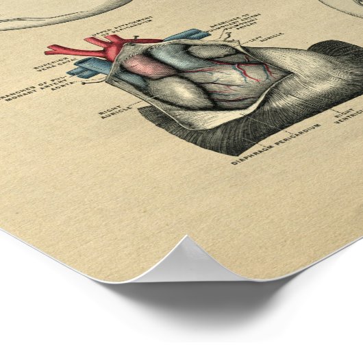 Human Heart Anatomy 1902  Print (Hoek)