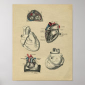 Human Heart Anatomy 1902  Print (Voorkant)