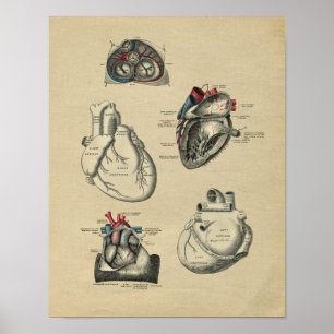 Human Heart Anatomy 1902 Print