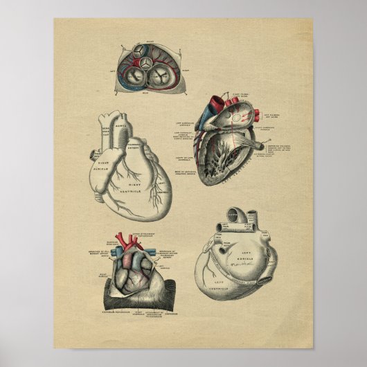 Human Heart Anatomy 1902 Print (Voorkant)