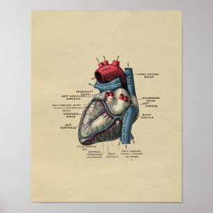Human Heart Anatomy 1902  Print