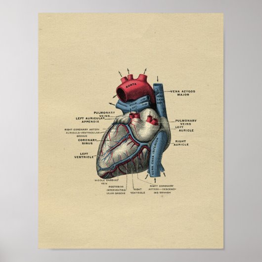 Human Heart Anatomy 1902  Print (Voorkant)