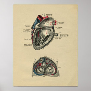 Human Heart Anatomy 1902  Print