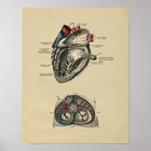 Human Heart Anatomy 1902  Print (Voorkant)