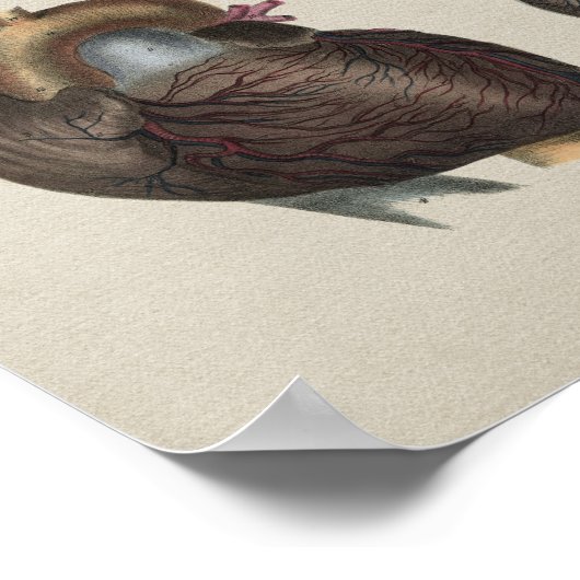 Human Heart Anatomy  Print (Hoek)