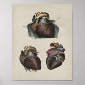 Human Heart Anatomy  Print (Voorkant)